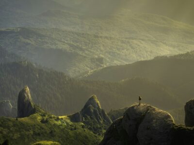 Forest Morning Light